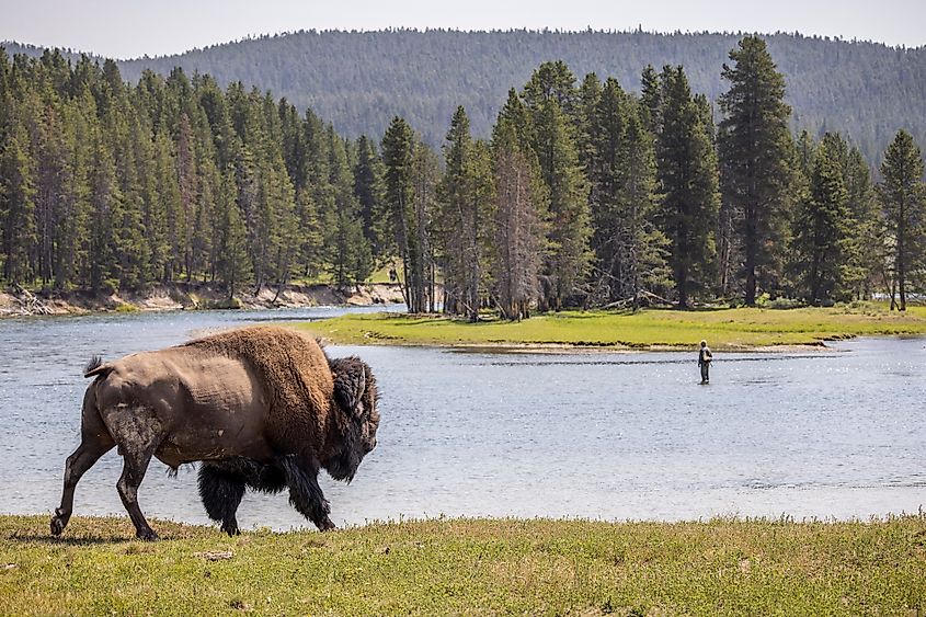 Yellowstone River