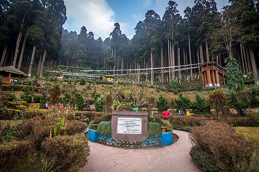 Pine forests in the Himalayas