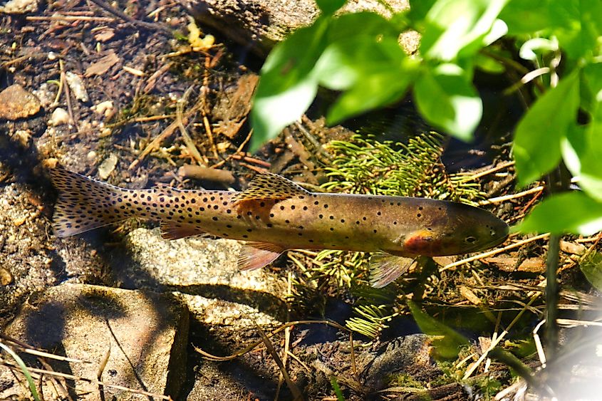 A Greenback Cutthroat trout