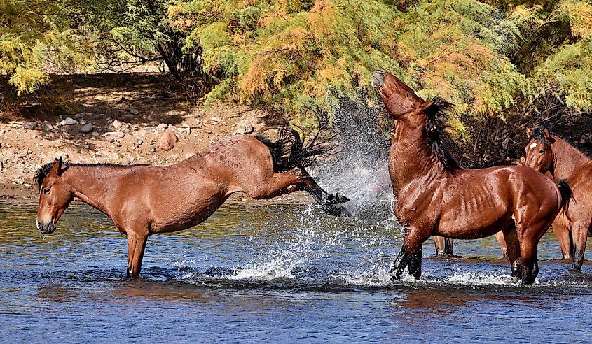 Wild horses in a playful mood in the Salt River of Arizona.