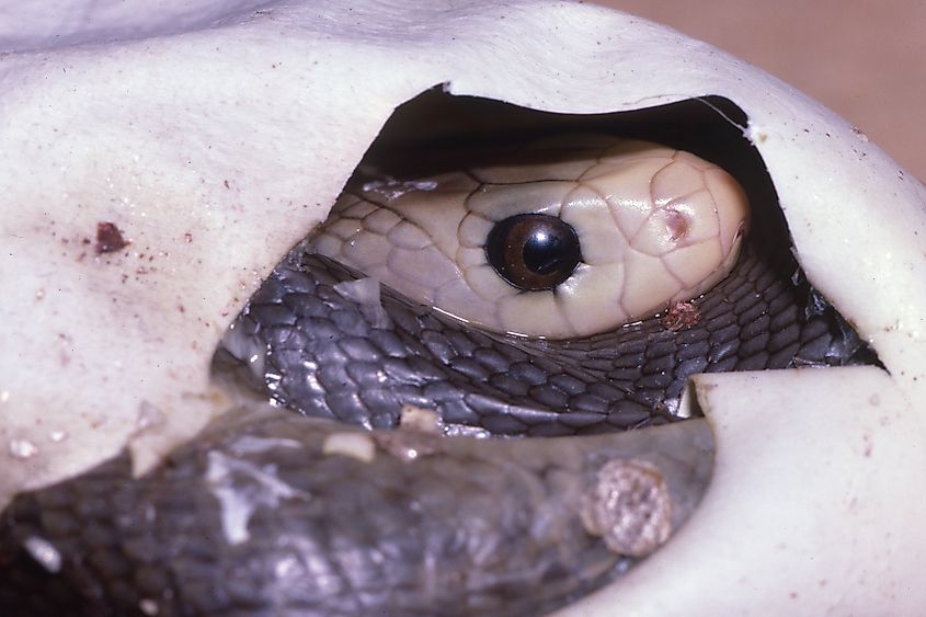 Cutaway view of an egg showing a coastal taipan embryo inside
