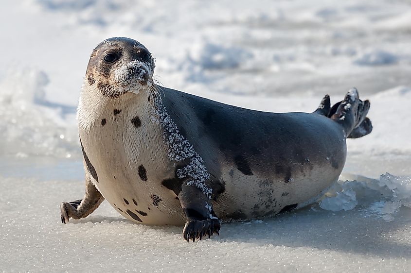 A harp seal in sea ice