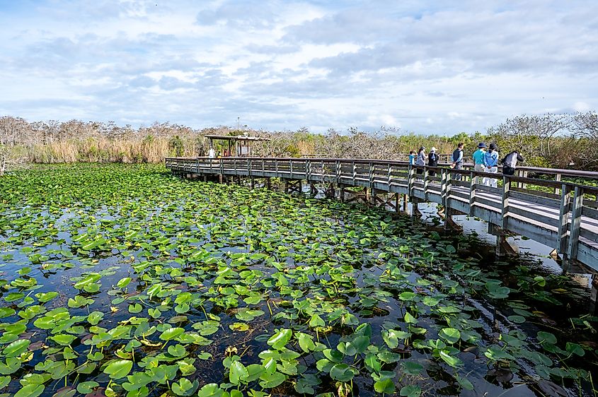 Everglades National Park, Florida.