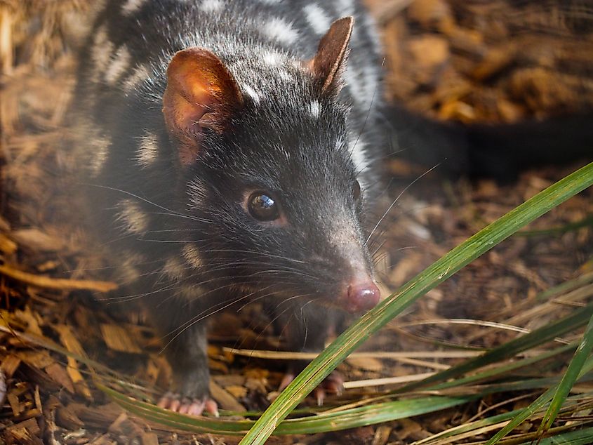 Eastern quoll in Tasmania