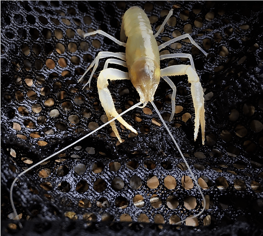 Hell Creek Cave Crayfish
