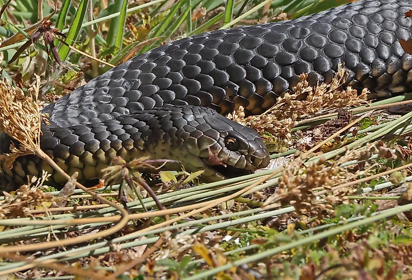 Lowland Copperhead (Austrelaps superbus) adult