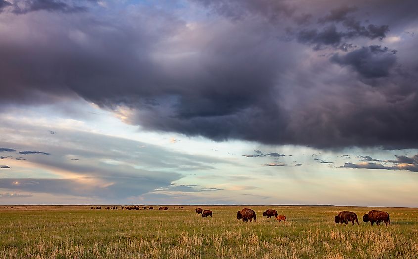 Bison herd with calves at sunrise at Fort Niobrara National Wildlife Refuge in Valentine, Nebraska,