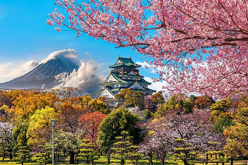 Osaka Castle and full cherry blossom, with Fuji mountain background, Japan