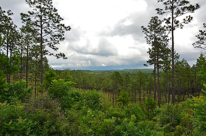 Longleaf Vista overlook in Kisatchie Ranger District, Kisatchie National Forest