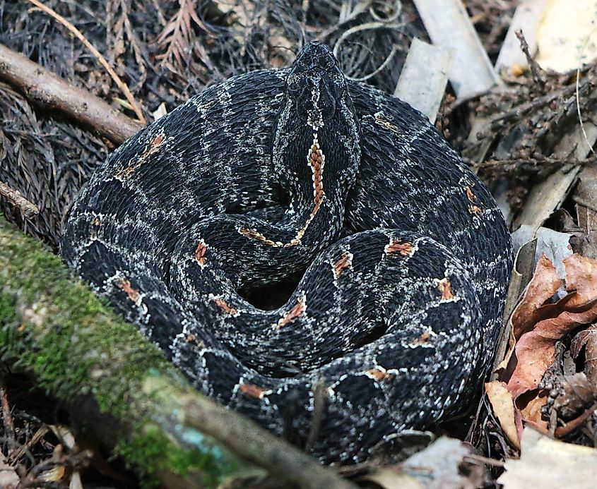 Beautiful Dusky Pygmy Rattlesnake.