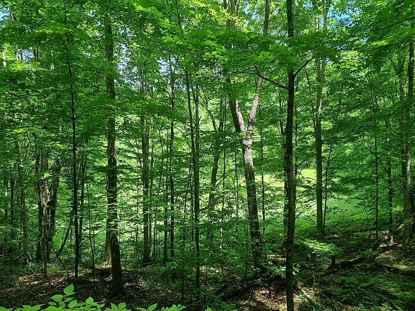 West Virginia Woods Greenbrier County