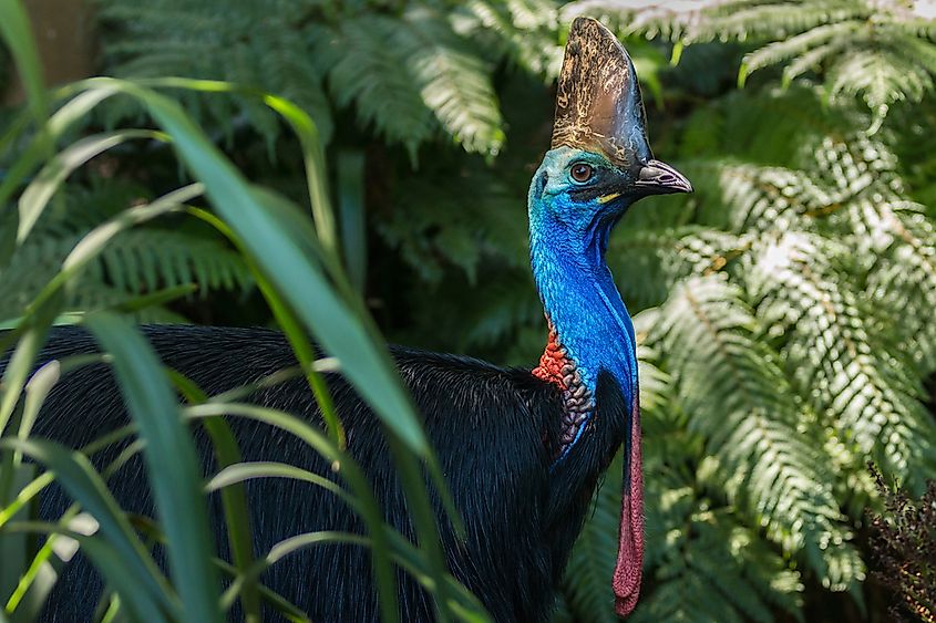 A southern cassowary in Daintree National Park, Australia. Image credit: Torsten Pursche/Shutterstock.com