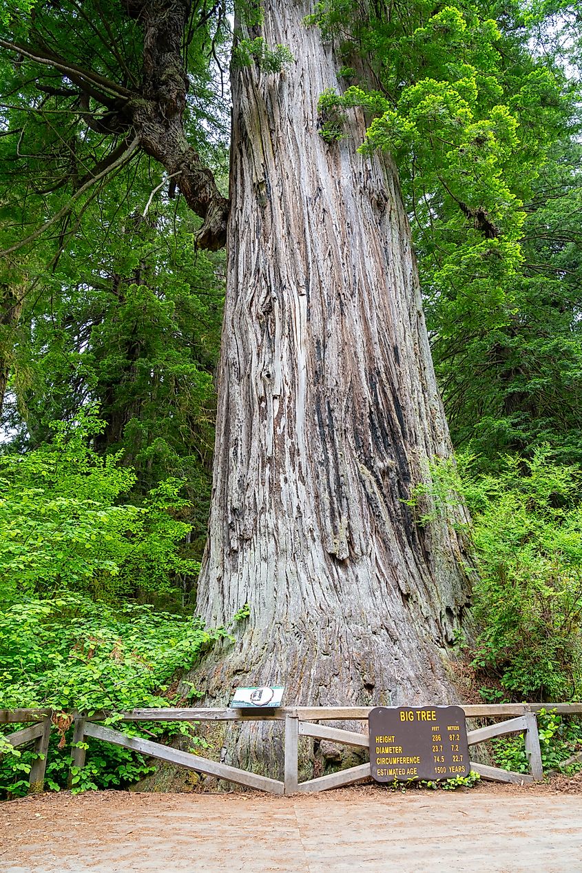 The Big Tree beside the Newton B. Drury Scenic Parkway in Prairie Creek Redwoods State Park. Credit: JHVEPhoto/ Shutterstock.com