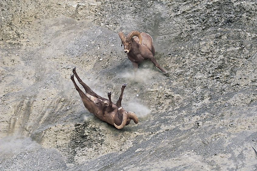 A bighorn sheep begins to roll after being knocked off balanced by the ram on the right during the fall rut.