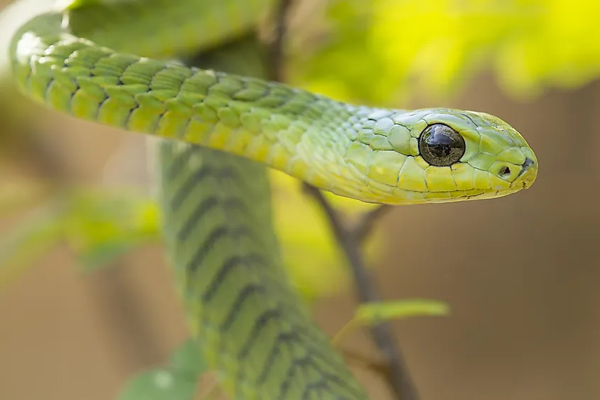 boomslang