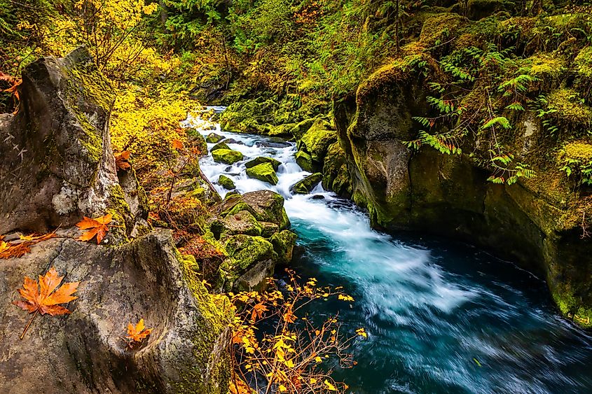 The North Umpqua River flows through a vibrant autumn forest, showcasing the rich fall colors of Umpqua National Forest.