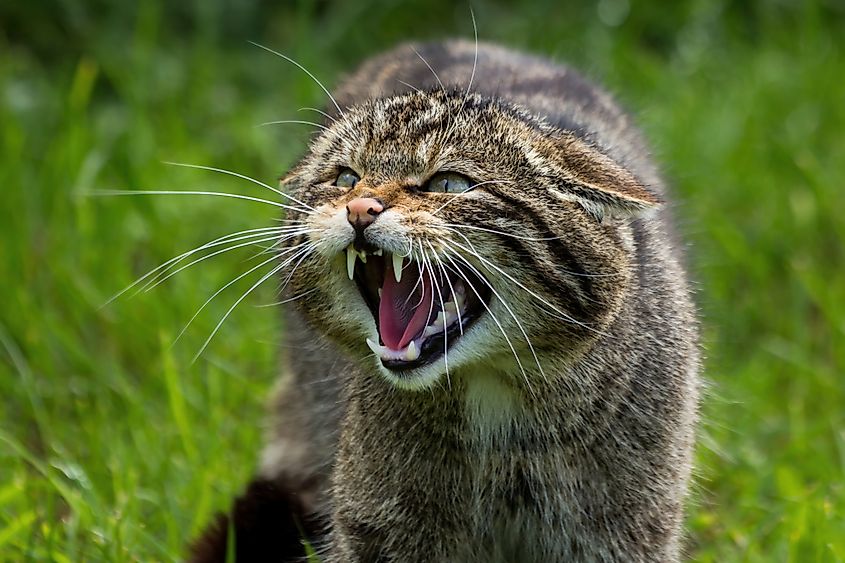 Scottish wildcat at Newtonmore, Scotland