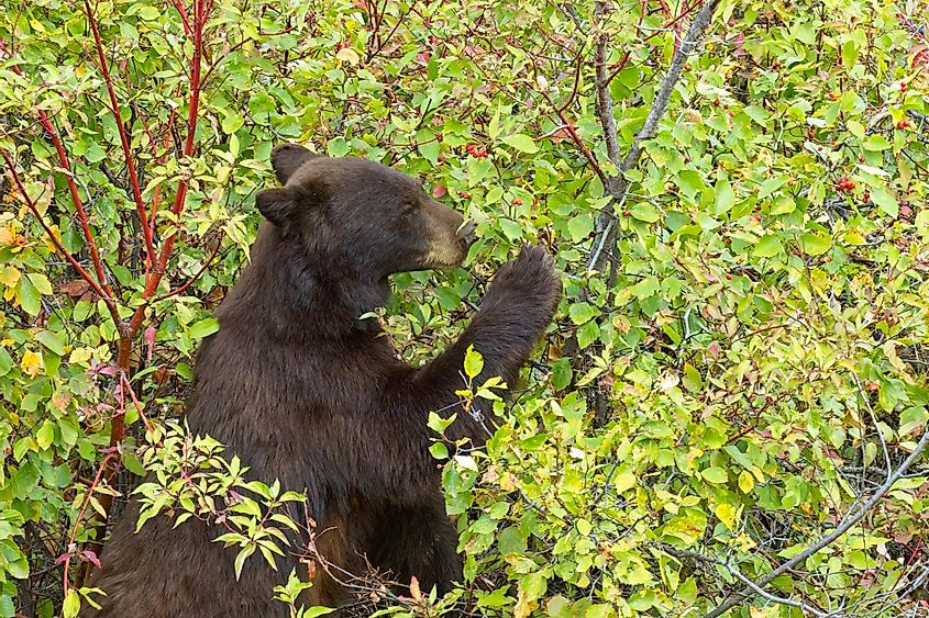 american black bear eating berries