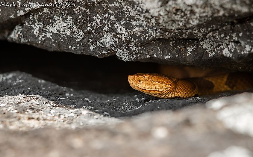 Massachusetts copperhead in a rock crevice.