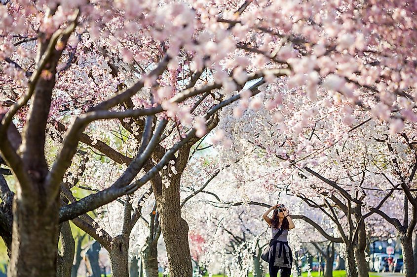 National Cherry blossom festival