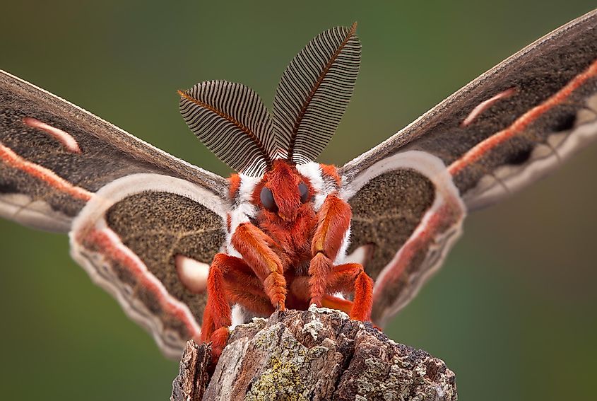 Cecropia Moths mating after the female emerges from her cocoon