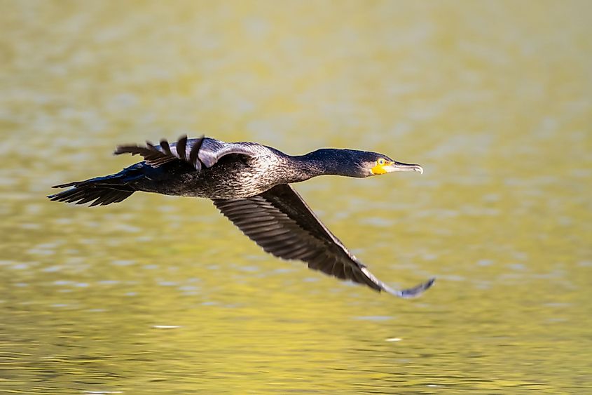 A cormorant bird taking flight over water