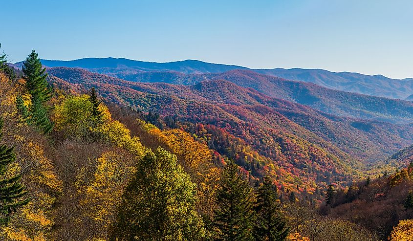 Orange, yellow, and red fall leaves in the Great Smoky Mountains National Park