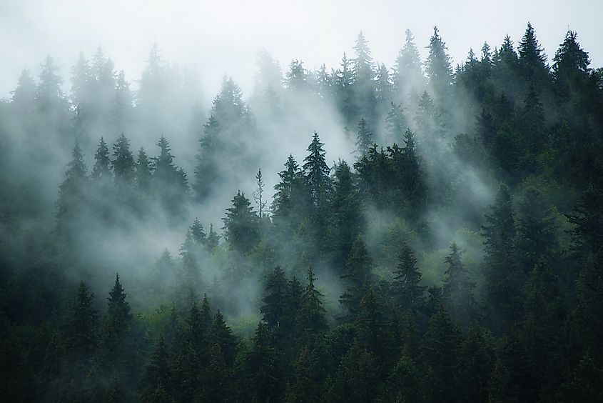 Explainer What Is Fog Social Media Blog Bureau Of Meteorology