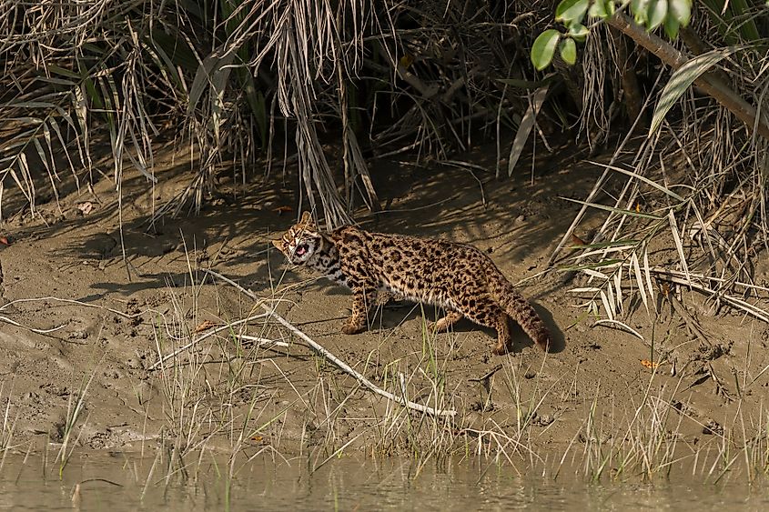 wildlife of mangroves