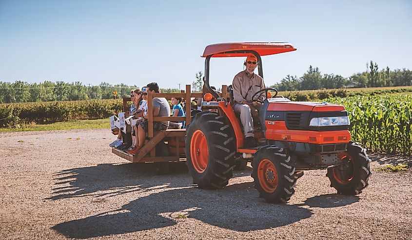 Tractor ride at a strawberry field in Stonewall, Manitoba, Canada.