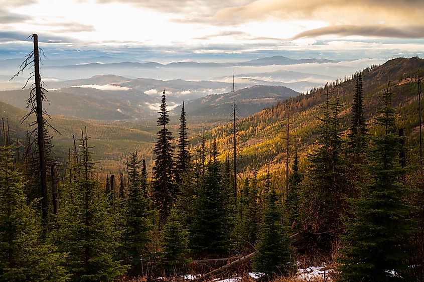 Colville National Forest.