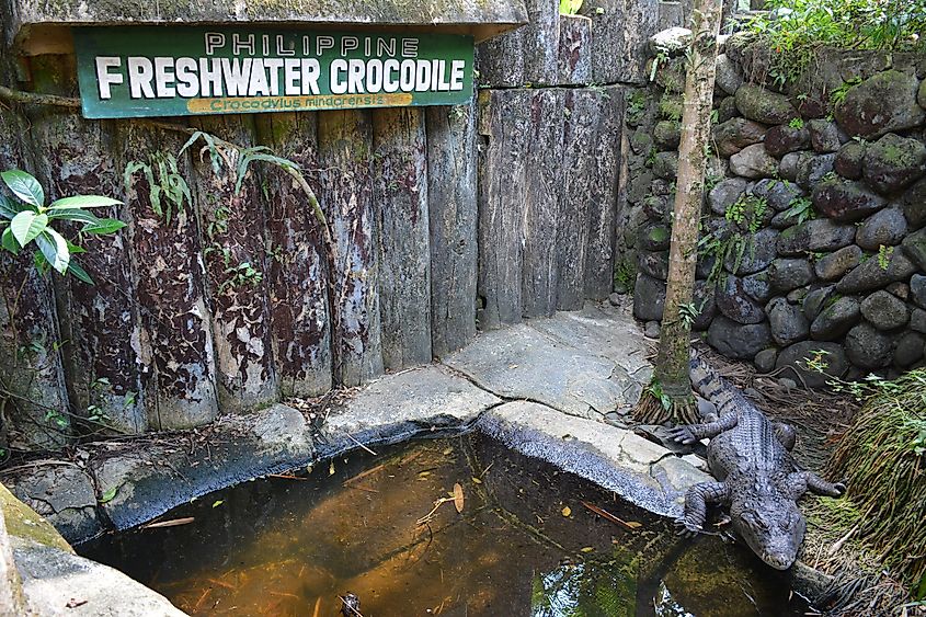 Freshwater Crocodile enclosure at Avilon Zoo Freshwater Crocodile enclosure at Avilon Zoo.