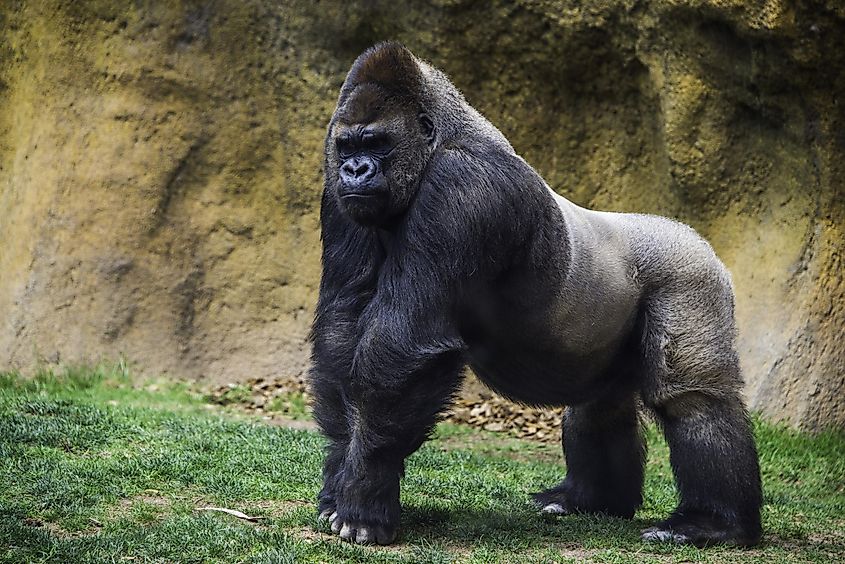 This male gorilla does not seem amused