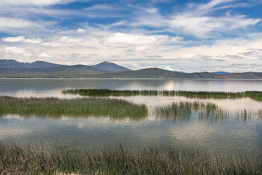 Upper Klamath Lake wilderness in summer.