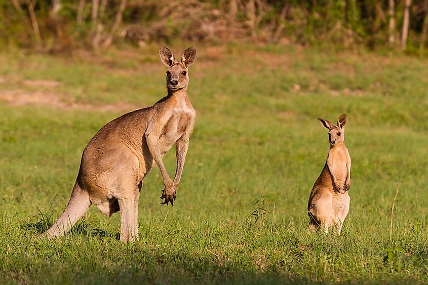What Animals Live In The Australian Outback? - WorldAtlas