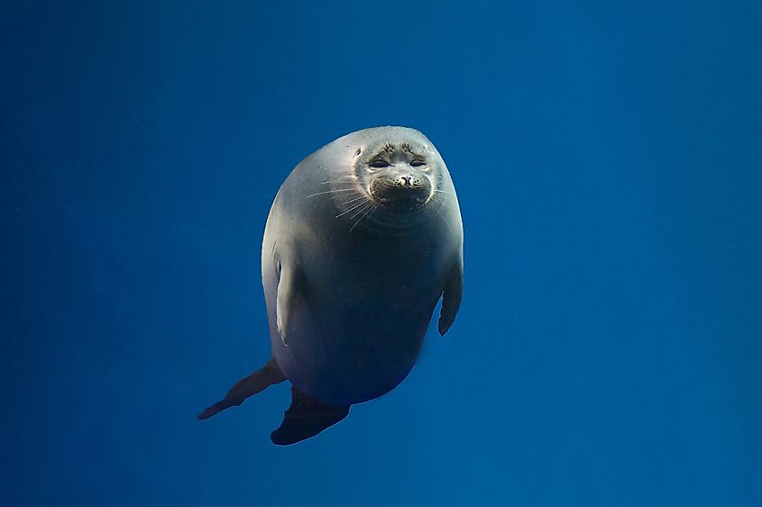 Baikal seal