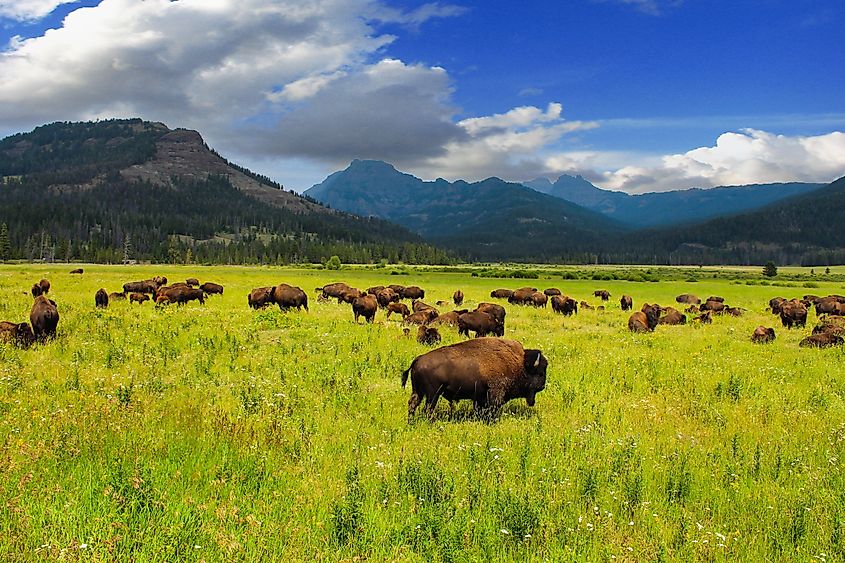 Wild bison in Yellowstone Park.