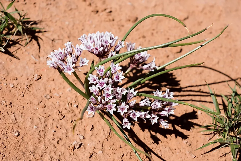 Wildflowers blooming IN gOBLIN VALLEY STATE PARK