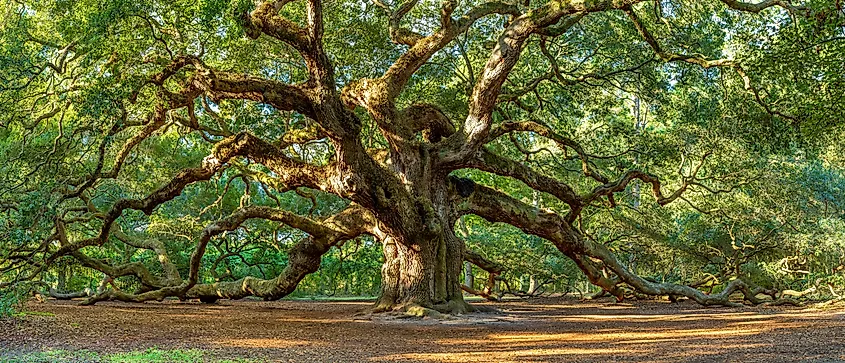 Angel Oak Tree of Life, the 400-year-old Angel Oak tree of South Carolina.