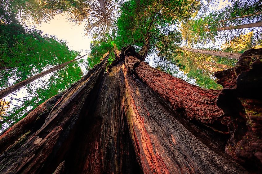 Tall trees abound in Redwood National Park in California.