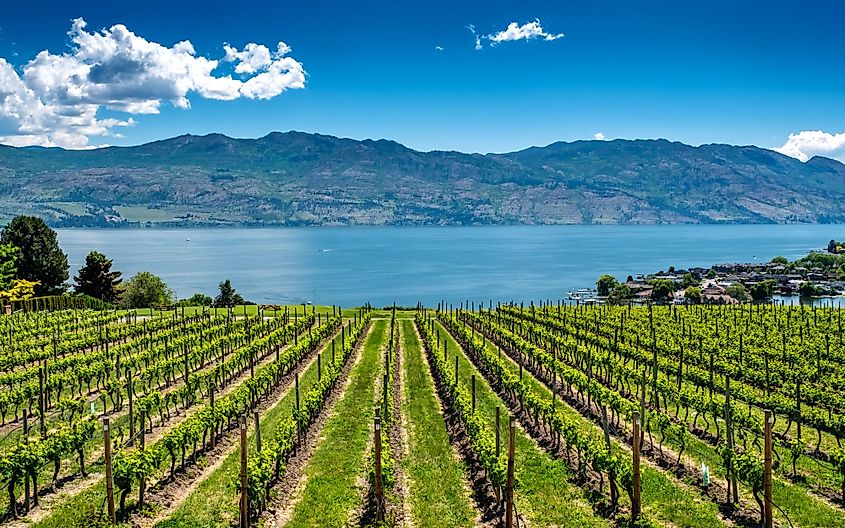 Row of grapes lead down to the waters of the Okanagan Lake near Kelowna