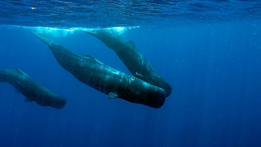 Several sperm whales swimming together below the surface