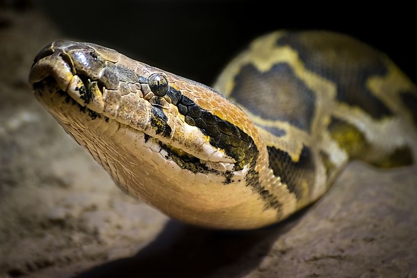 An Indian python with a tan body and dark brown saddle markings on grassy ground.