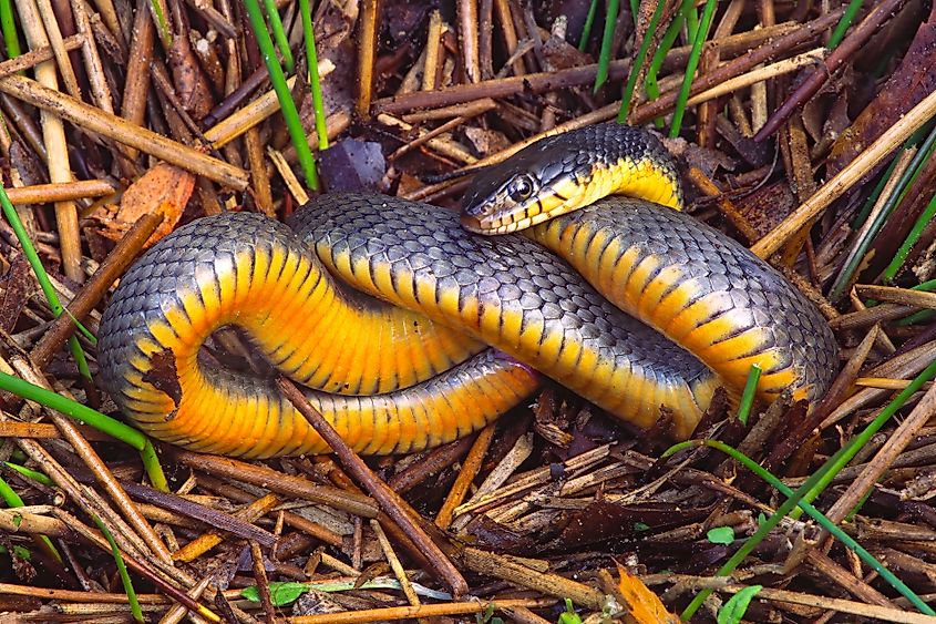 Copperbelly watersnake, Nerodia erythrogaster neglecta.