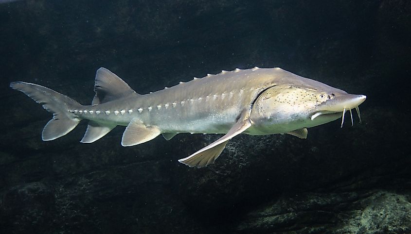 Pallid sturgeon, dusk