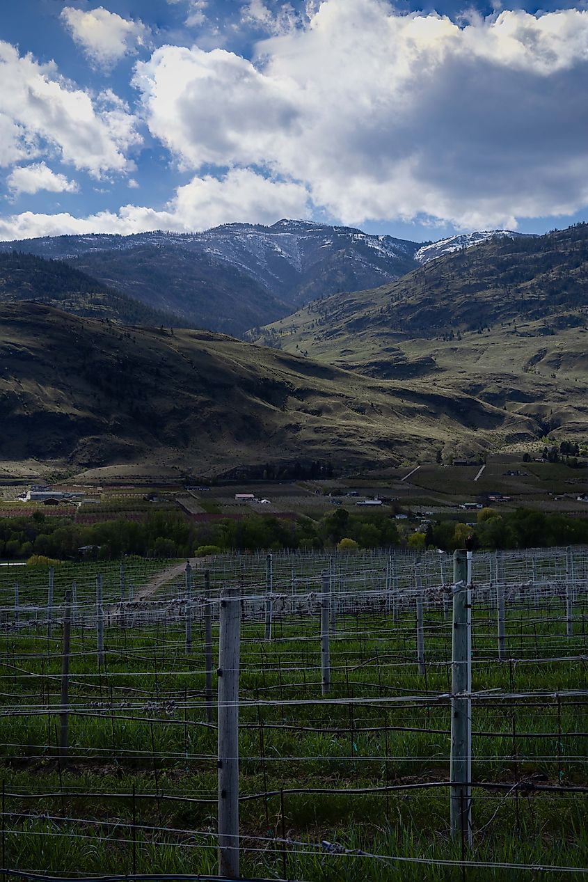 Vineyards sitting in the hills outside of Oliver, British Columbia. Photo by Brendan Cane