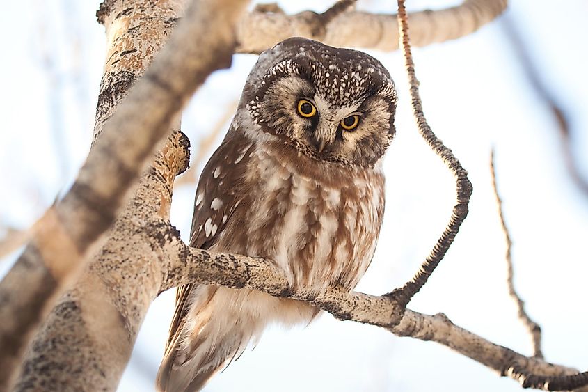 Boreal owl in the Kluane National Park.