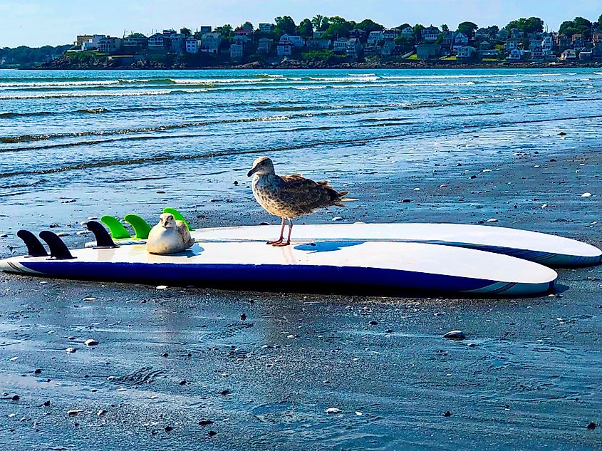 Nahant Beach, Nahant, Massachusetts