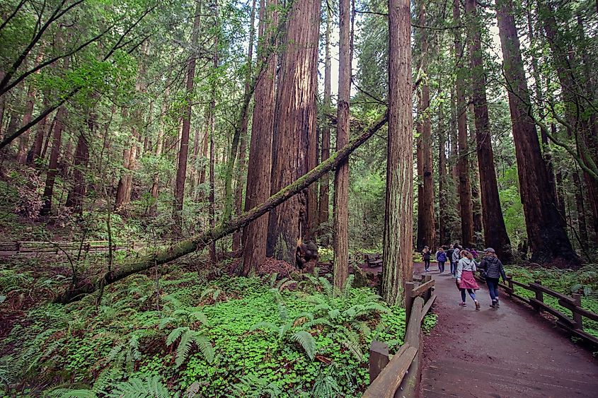 Muir Woods, California