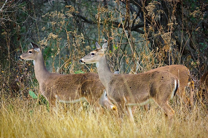 deer eating grass in McKinney Falls State Park